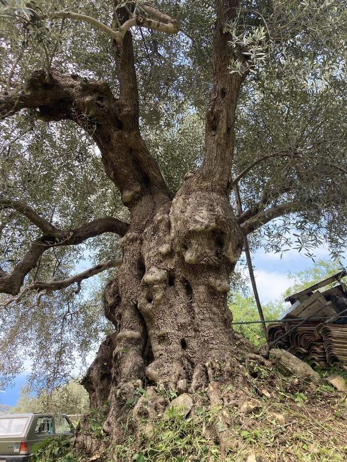 Ulivo secolare di 400 anni nell'uliveto di Petra Sky Glamping Diamante